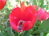 Tulipa_04-2004_1869