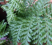 BG 102