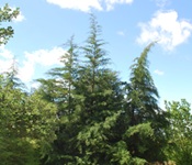 BG 104