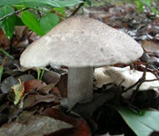BG 303