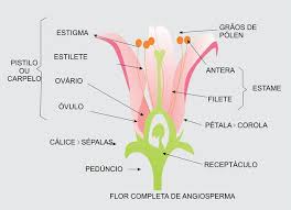 angiosperm