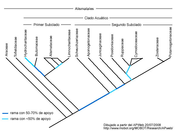 alismatales cladograma