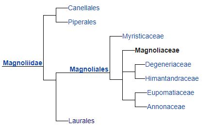 magnoliales