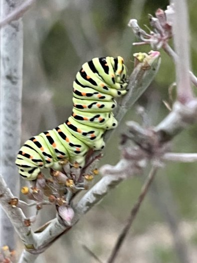 Papilio machaon 2022-10