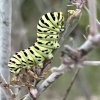 Papilio machaon 2022-10