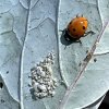 Coccinella septempunctata 2023-05