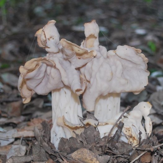 Helvella crispa