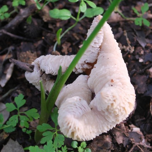 Helvella crispa