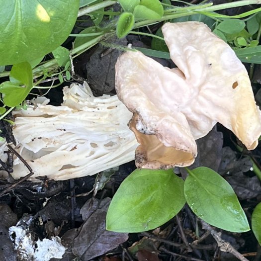 Helvella crispa