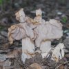 Helvella crispa