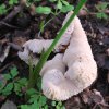 Helvella crispa