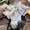 Helvella crispa