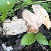 Helvella crispa