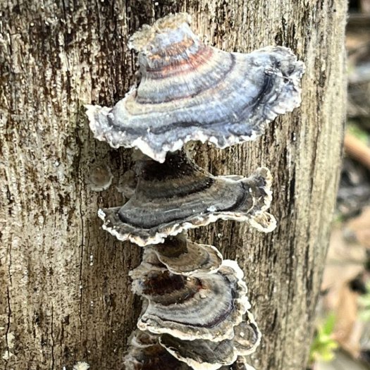 Trametes versicolor