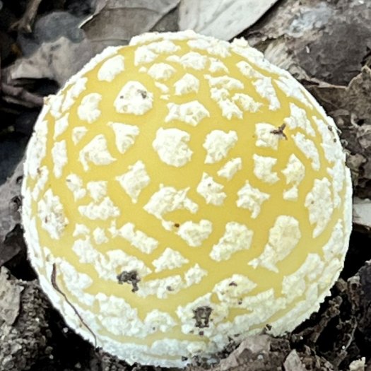 Amanita gemmata