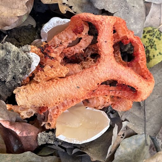 Clathrus ruber