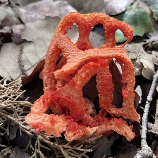 Clathrus ruber