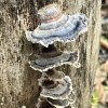 Trametes versicolor