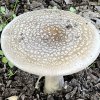 Amanita gemmata