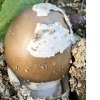 Amanita gemmata
