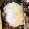 Clathrus ruber