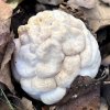Clathrus ruber