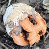 Clathrus ruber