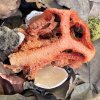 Clathrus ruber