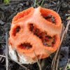 Clathrus ruber