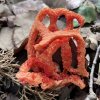 Clathrus ruber