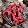 Clathrus ruber