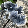 Trametes versicolor