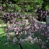Prunus_persica_03-2017_2234