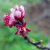 Prunus_persica_04-2016_1037