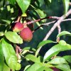 Prunus_persica_05-2017_2474