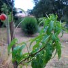 Prunus_persica_07-2016_1808