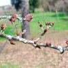 Prunus_domestica_02-2017_2213