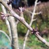 Prunus_avium_02-2016_0963