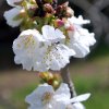Prunus_avium_03-2017_2308