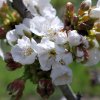 Prunus_avium_03-2017_2309