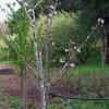 Prunus_avium_03-2017_2312