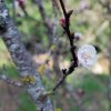 Prunus_armaniaca_03-2017_2239