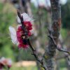 Prunus_armaniaca_03-2017_2240