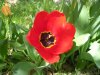 Tulipa_04-2004_1867
