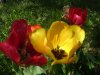 Tulipa_04-2004_1868