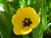 Tulipa_04-2004_1872