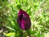 Tulipa_04-2004_1873