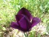 Tulipa_04-2004_1874