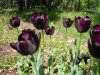 Tulipa_04-2004_1876