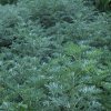 Artemisia_absinthium